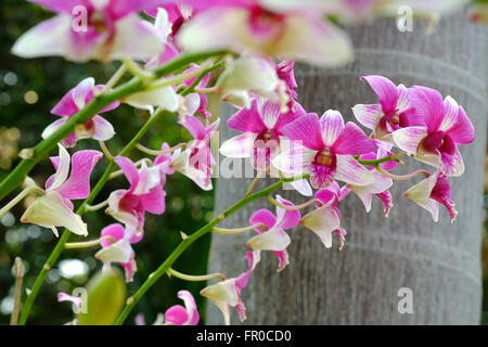 Orchideen in der Natur Stockfoto