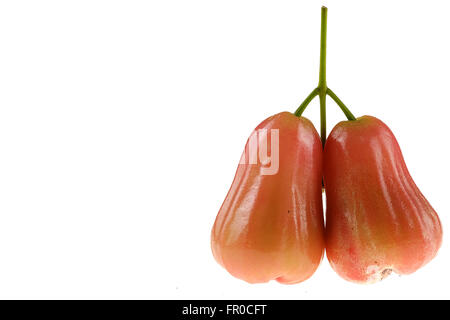 Rosenapfel, isoliert auf weißem Hintergrund Stockfoto