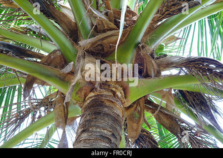 Eine Nahaufnahme Kokosnüsse hängen an einer Palme geordnet Blätter bei Tageslicht Stockfoto