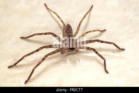 Spinne auf Wand Farbeffekt Stockfoto