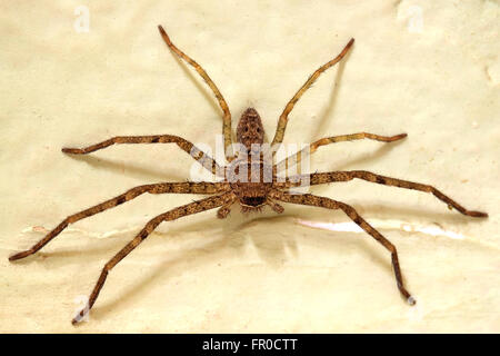 Spinne auf Wand Farbeffekt Stockfoto