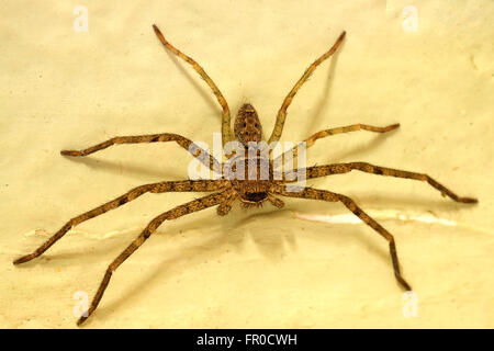 Spinne auf Wand Farbeffekt Stockfoto