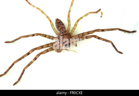 Spinne auf Wand Farbeffekt Stockfoto