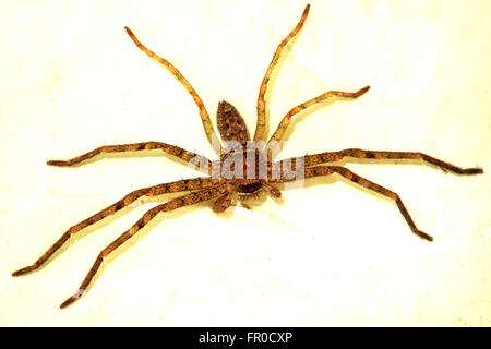 Spinne auf Wand Farbeffekt Stockfoto