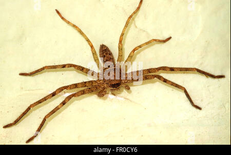 Spinne auf Wand Farbeffekt Stockfoto