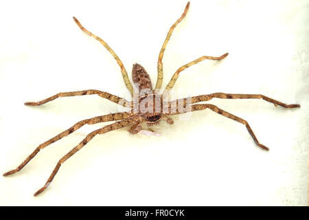 Spinne auf Wand Farbeffekt Stockfoto