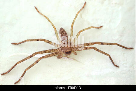 Spinne auf Wand Farbeffekt Stockfoto