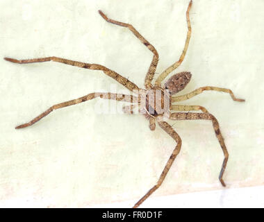 Spinne auf Wand Farbeffekt Stockfoto