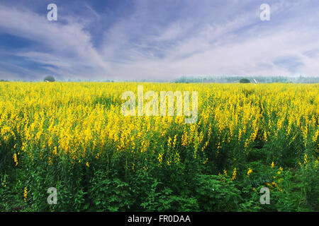 Bereich der gelben Blüten in hellem Himmel und Natur Stockfoto
