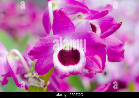 Nobile Orchidee Stockfoto