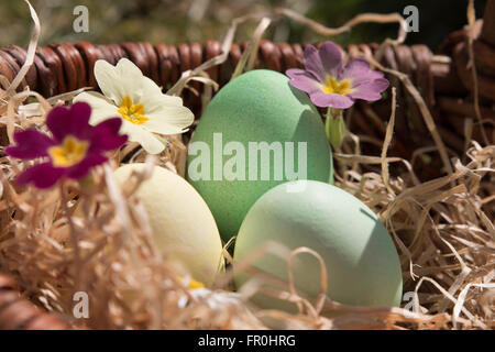 Ostereier in einen Korb mit Blumen und Stroh Stockfoto