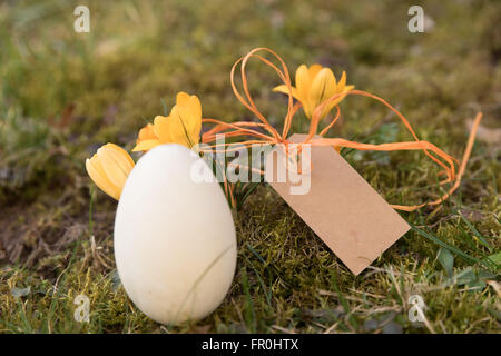 Lable mit weißen Osterei und gelbe Krokusse Stockfoto