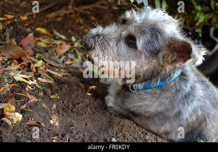 Thailand-Hund suchen eine Hoffnung Stockfoto