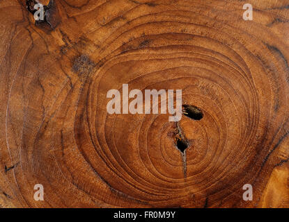 Holz-Textur des Schnittes Baumstamm, close-up Stockfoto