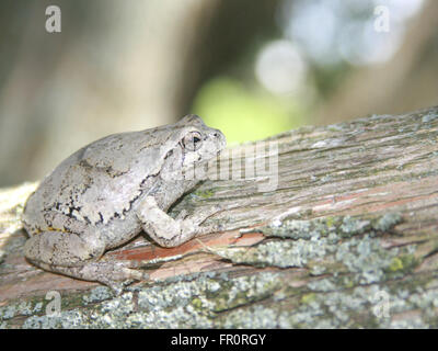 HYLA versicolor oder graue Laubfrosch fügt sich auf einer Zeder Stockfoto