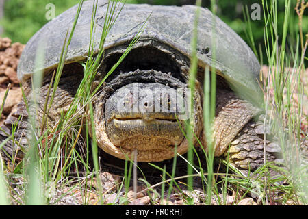 Nahaufnahme von einem großen wilden Schnappschildkröte Stockfoto