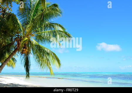 Eine Kokospalme auf einem tropischen Sandstrand mit einem blauen Meer auf Moorea, Insel des Archipels Tahiti, Französisch-Polynesien. Stockfoto