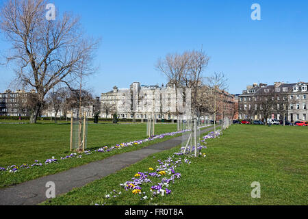 Beginn des Frühjahrs Krokus Blume Display in Leith Links Leith Edinburgh Schottland Stockfoto