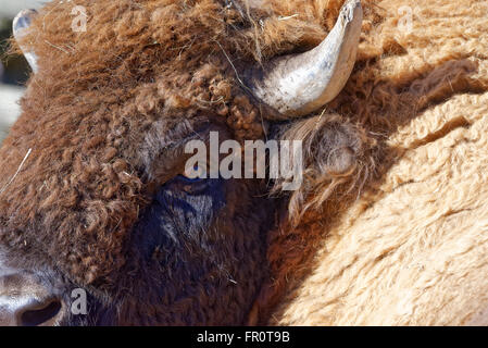 Europäische Bison (Bison Bonasus), auch bekannt als Wisent oder der Europäischen Holz Bison ist eine eurasische Art von Bison. Stockfoto