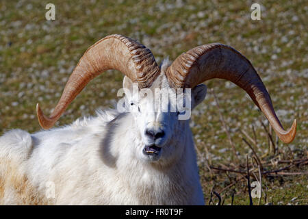 Dall-Schafe (der Dallschafe) Ovis Dalli, ist eine Art von Schafen in nordwestlichen Nordamerika beheimatet. Stockfoto