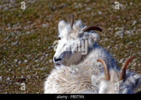 Dall-Schafe (der Dallschafe) Ovis Dalli, ist eine Art von Schafen in nordwestlichen Nordamerika beheimatet. Stockfoto