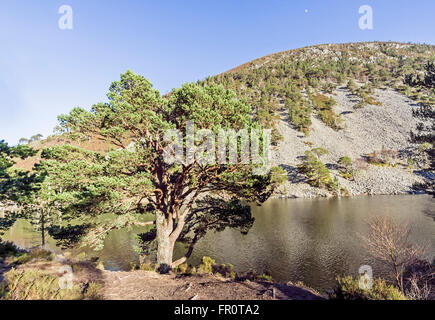 Der Pass von Ryvoan Waldweg in Glenmore, Cairngorms National Park Schottland mit Caledonian Pinien und Lochan Uaine Stockfoto