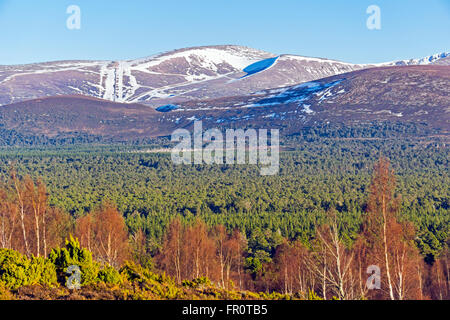 Mächtigen schottischen Berg Cairn Gorm im Cairngorms National Park an einem sonnigen Märztag mit Birken vor Stockfoto