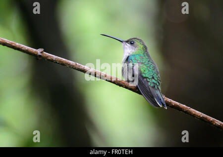 Violett-gekrönter Woodnymph (Thalurania Colombica) - weibliche, Rara Avis, Costa Rica Stockfoto