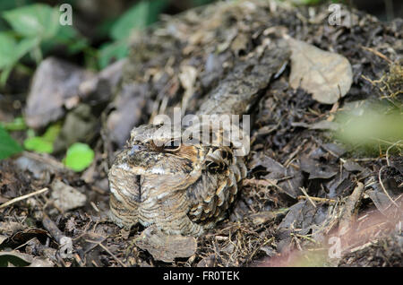 Gemeinsamen rastet (Nyctidromus Albicollis), Arenal, Costa Rica Stockfoto