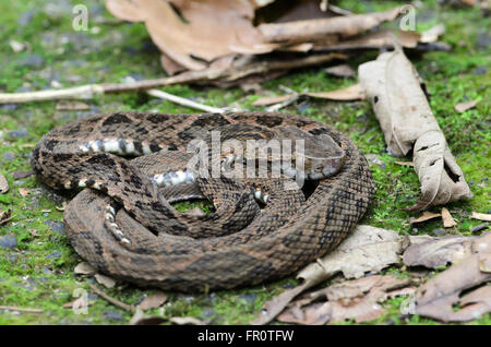 Lanzenotter (Bothrops Asper) ruht auf Trail in La Selva, Costa Rica Stockfoto