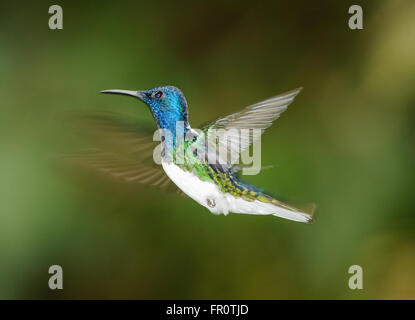 Weiß-necked Jakobiner (Florisuga Mellivora) - männliche, Rara Avis, Costa Rica Stockfoto