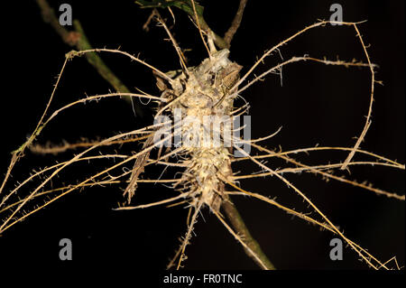 Motte anstecken beim Trampen Pilz (Cordyceps), Manu Nationalpark Peru Stockfoto