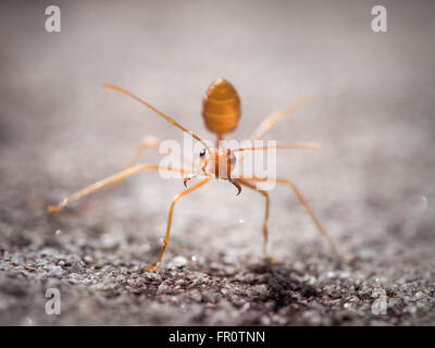 Weaver Ant (Oecophylla Smaragdina), Bako Nationalpark, Borneo, Malaysia Stockfoto