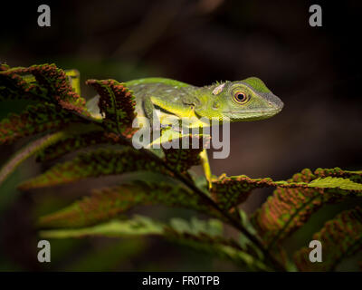 Grün Crested Eidechse (Bronchocela Cristatella) Gunung Mulu, Borneo Stockfoto