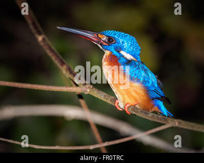 Blau-eared Eisvogel (Alcedo Jayakarta), Kinabatangan Wildlife Sanctuary, Sabah, Malaysia Stockfoto