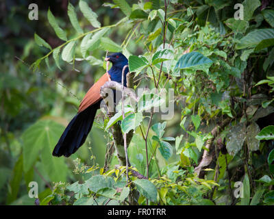 Mehr erholsam (Centropus Sinensis), Hügel Tawau, Sabah, Malaysia Stockfoto