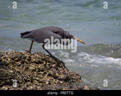 Pacific Riff - Reiher auf dem Riff - Koh Lanta, Thailand Stockfoto