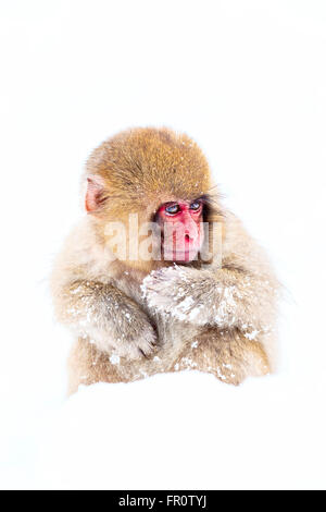 Ein Schnee-Affe-Baby spielen im Schnee in der Nähe Jigokudanis Thermalquelle, Japan. Stockfoto