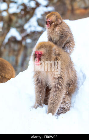 Eine Schnee-Affe-Mutter und Baby spielen im Schnee, in der Nähe Jigokudanis Thermalquelle, Japan. Stockfoto