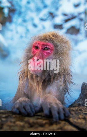 Ein Schnee-Affe am Jigokudani Sprudel, Japan. Stockfoto