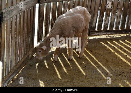 Der Cingjing-Veteranen-Farm in Taiwan Stockfoto