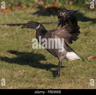 Dunkel-bellied Brent Goose (Branta Bernicla) Nahaufnahme während mit seinen Flügeln Stockfoto