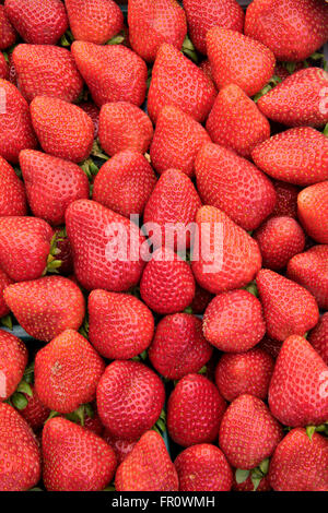 Erdbeeren auf einem Bauernmarkt. Los Angeles, Kalifornien Stockfoto