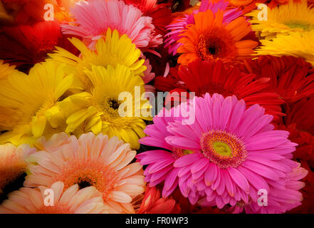 Mischung aus Gerbera-Blüten auf einem Farmers Market in Los Angeles, Kalifornien Stockfoto