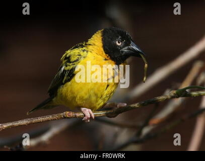 Verschachteln, Männlich African Village Weaver Vogel (Ploceus Cucullatus) sammeln Material. Auch bekannt als Black-headed oder Spotted-backed weaver Stockfoto