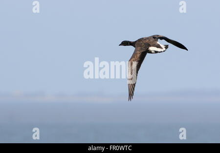 Dunkel-bellied Brant Gans (Branta Bernicla) im Flug über Wattenmeer, Norden der Niederlande, Insel Schiermonnikoog im Hintergrund Stockfoto