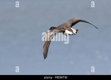 Dunkel-bellied Brant Gans (Branta Bernicla) im Flug über das Wattenmeer, Norden der Niederlande Stockfoto