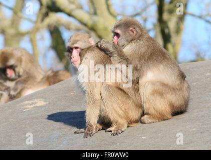 Paar japanische Makaken oder Schnee-Affen (Macaca Fuscata) pflegen einander Stockfoto