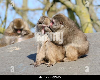 Paar japanische Makaken oder Schnee-Affen (Macaca Fuscata) pflegen einander Stockfoto