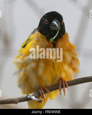 Verschachteln, Männlich African Village Weaver Vogel (Ploceus Cucullatus) sammeln Material. Auch bekannt als Black-headed oder Spotted-backed weaver Stockfoto